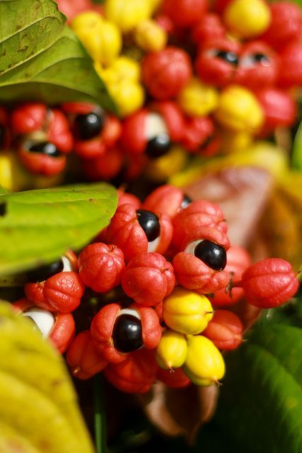 Guaraná